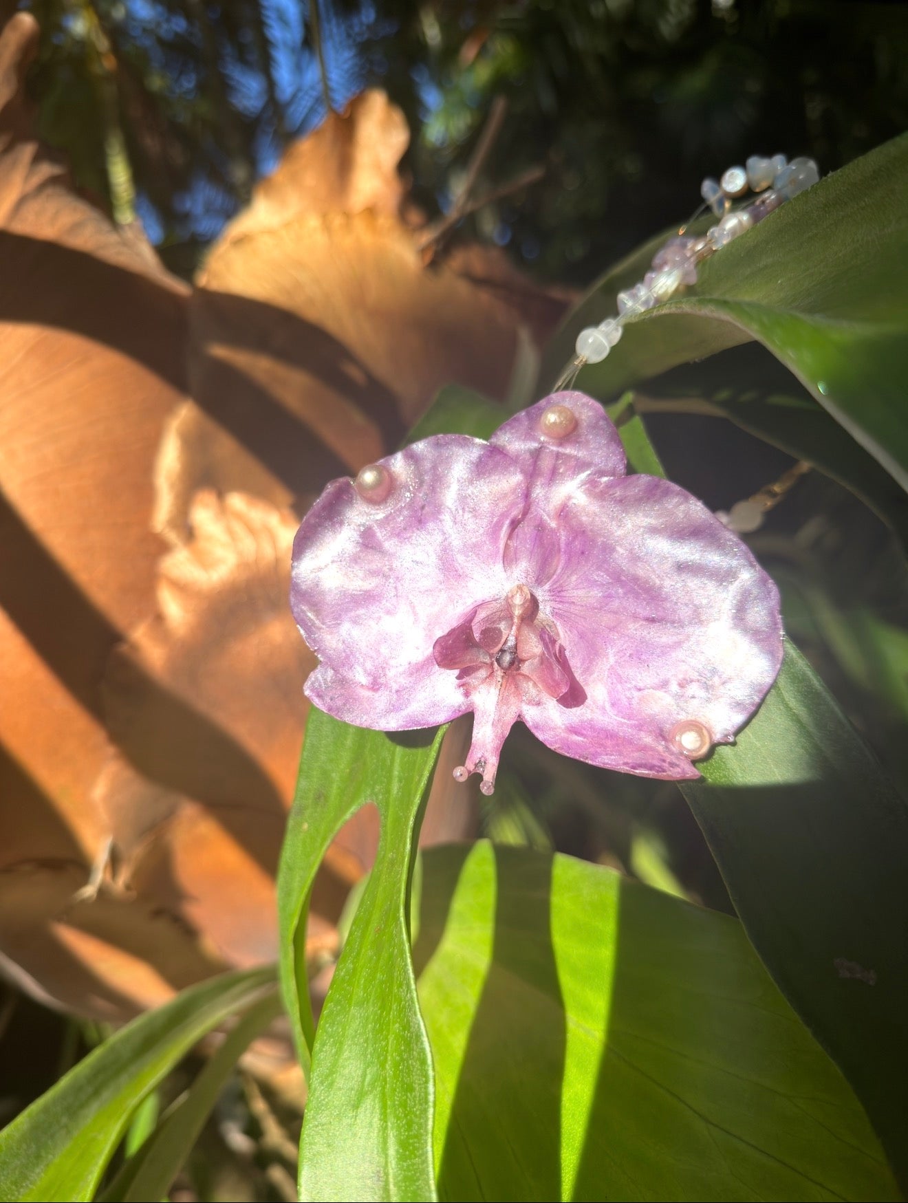 Ama in Lilac